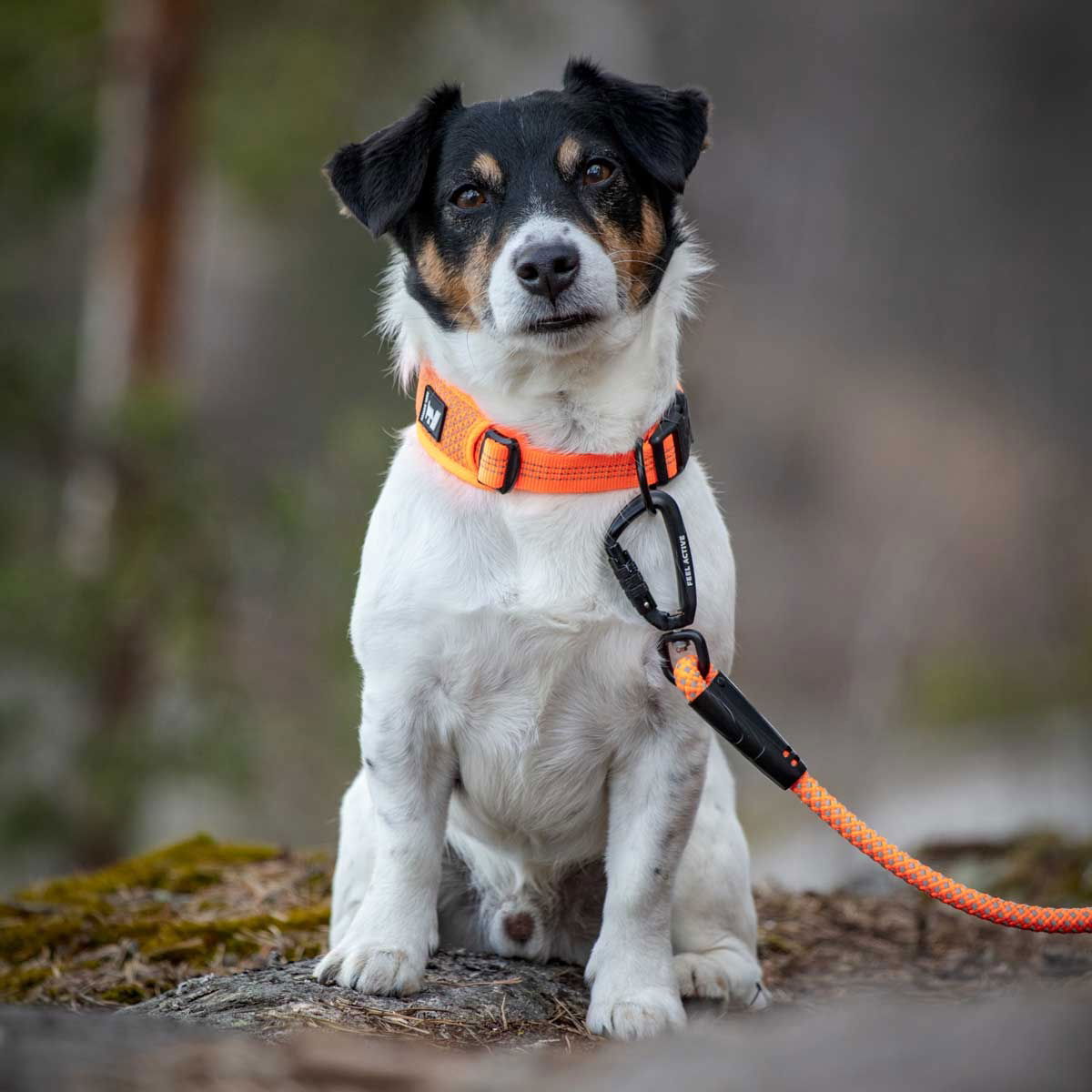 Feel Active Reflective kaulapanta oranssi