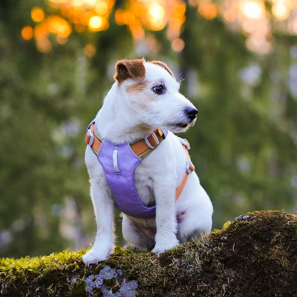 Woolly Wolf Alpha 360 Harness, Lavender Mix