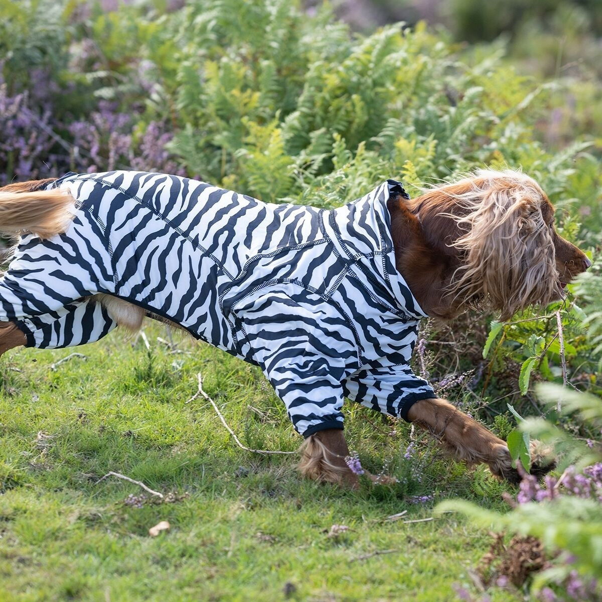 Rukka Zebra koiran haalari