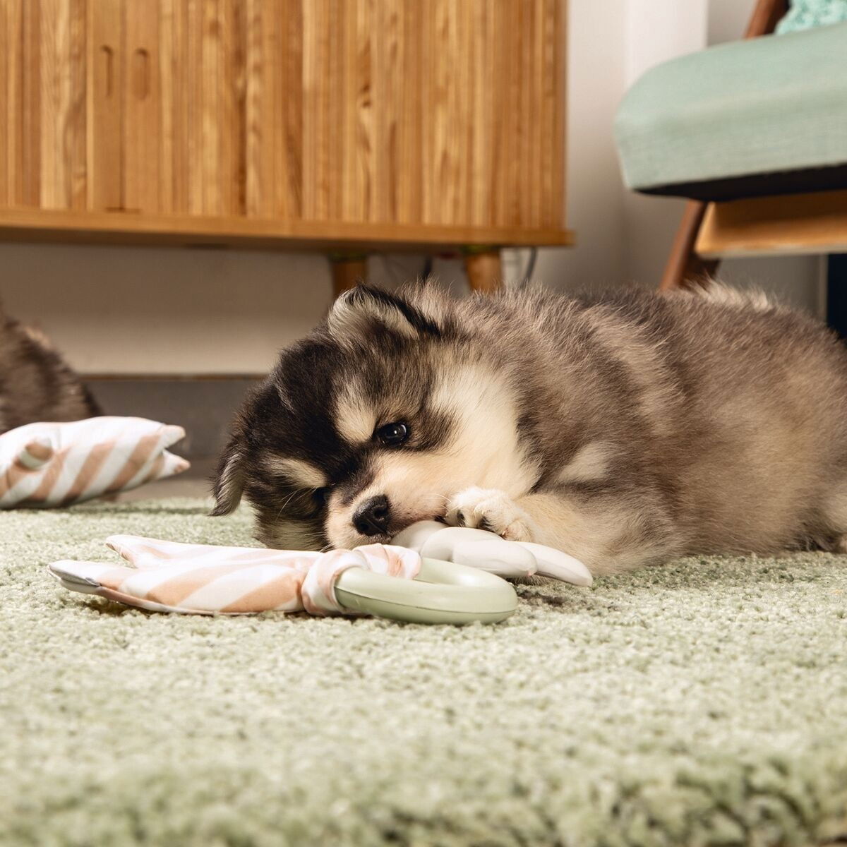 Beeztees puppy chew ring Tjuwa