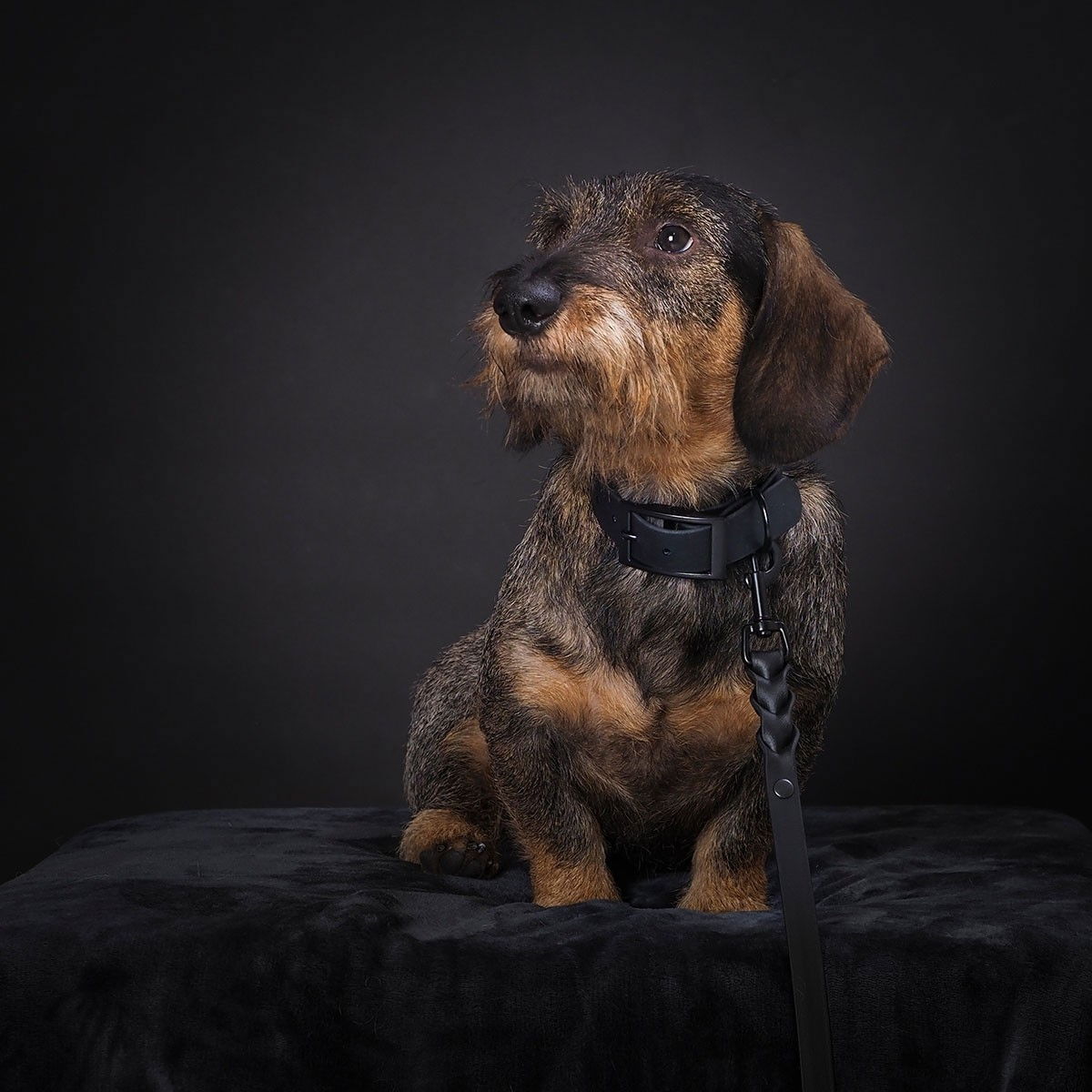 Tyylivoitto Classy collar, Black on Black