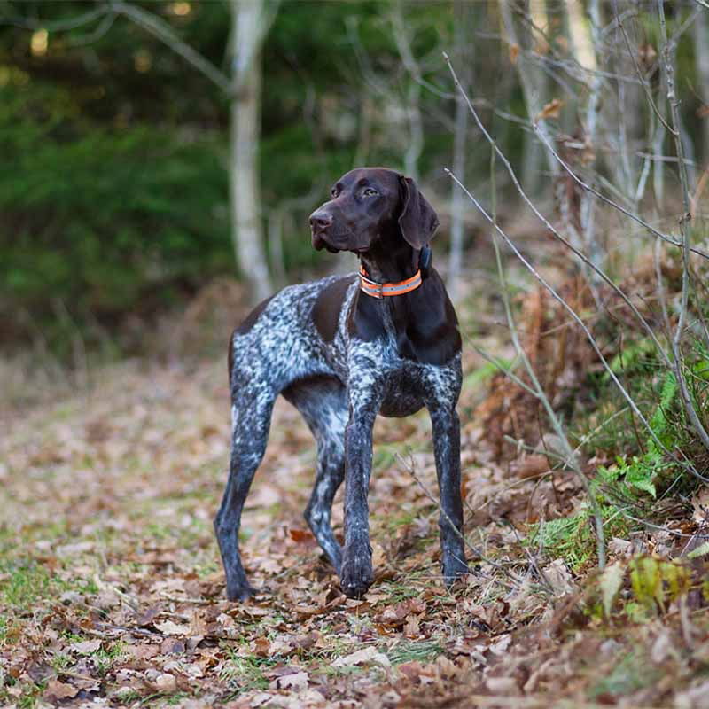 MiniFinder koiran panta 65 cm x 2,5 cm