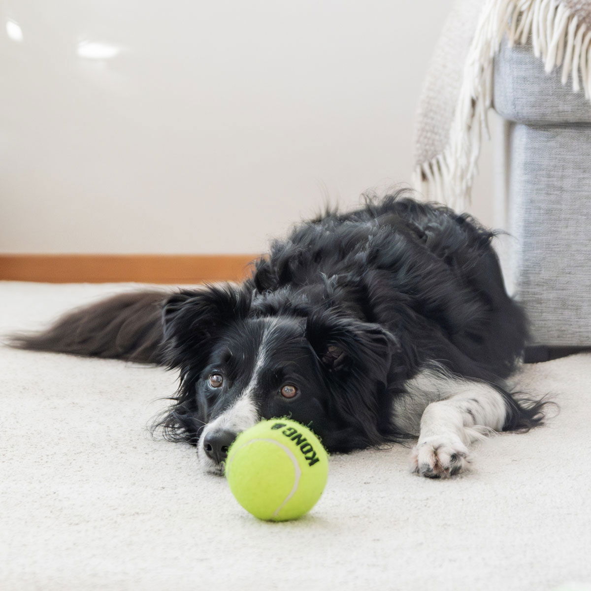 KONG AirDog Squeaker tennispallo