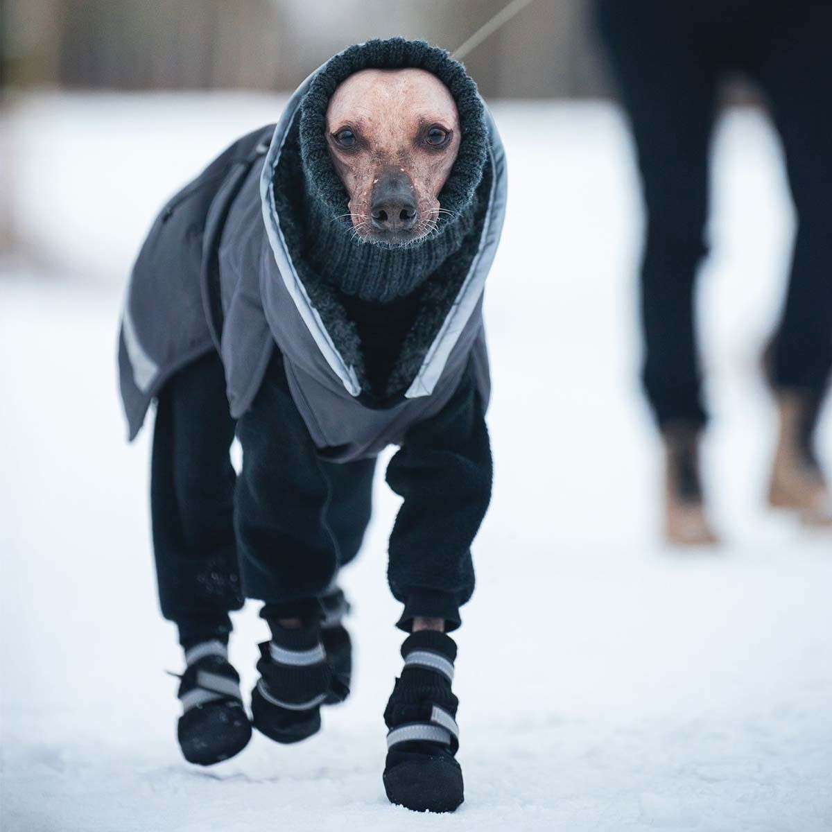 ToppaPomppa koiran talvitakki, grafiitti