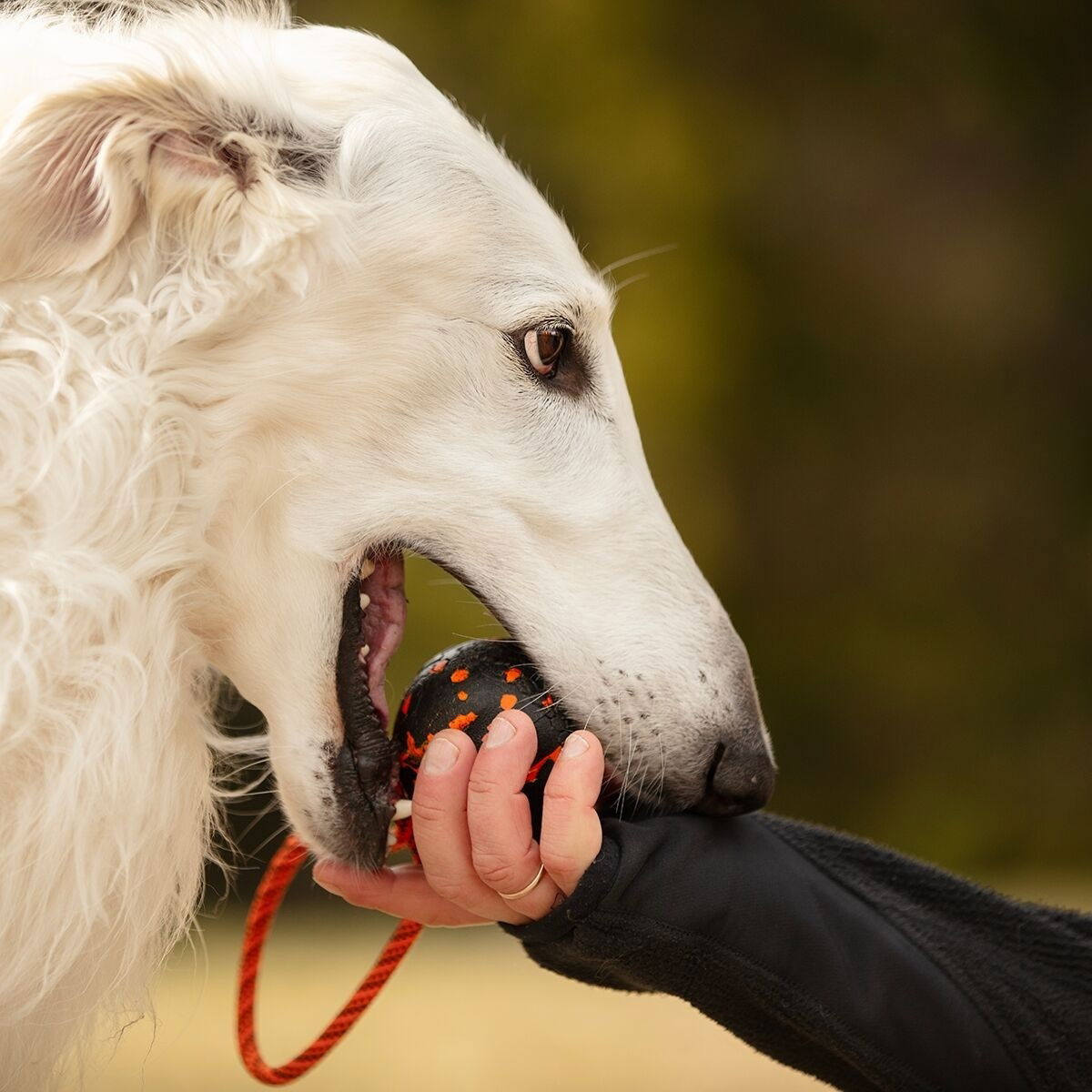 Non-Stop Dog ball on rope
