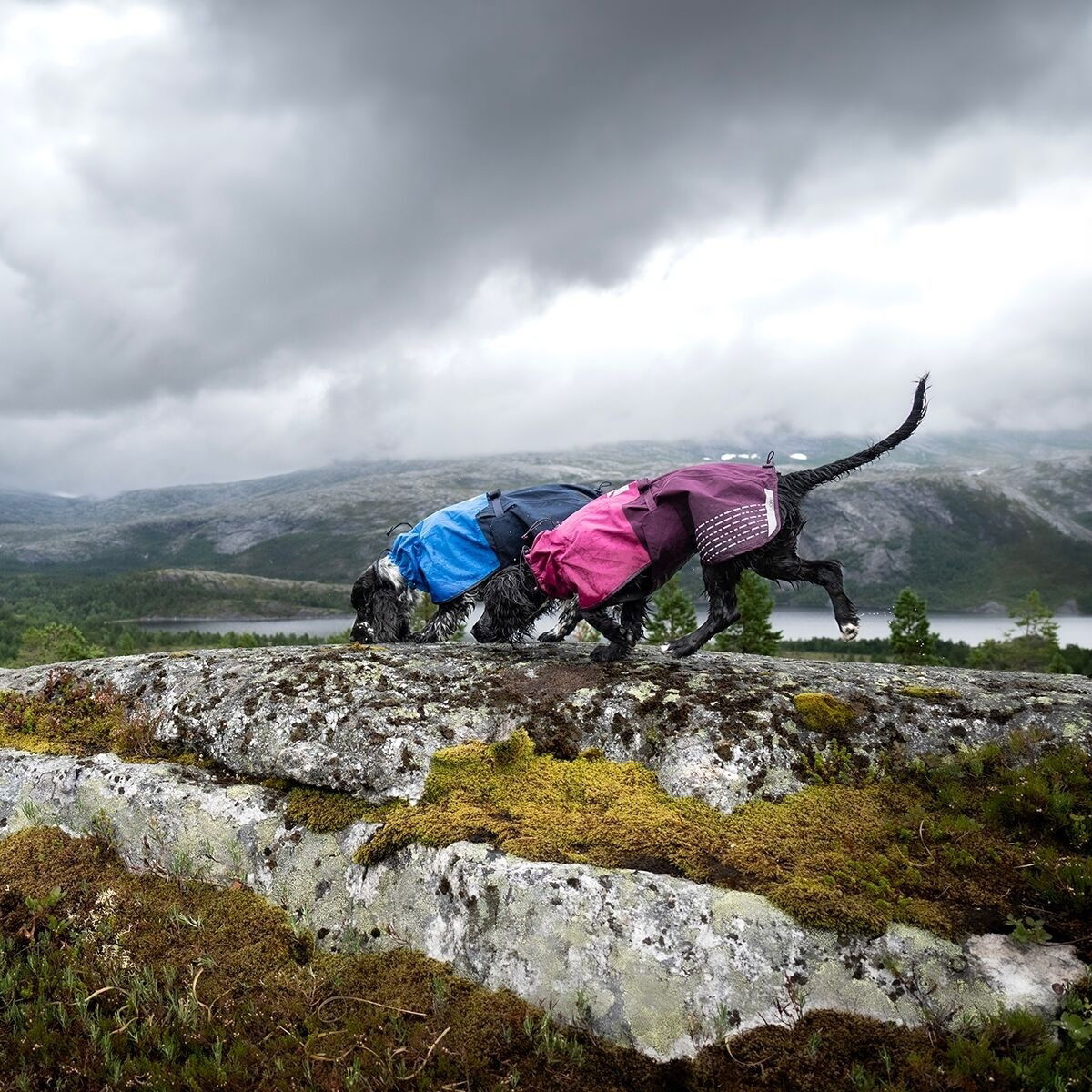 Non-Stop Fjord raincoat, blue