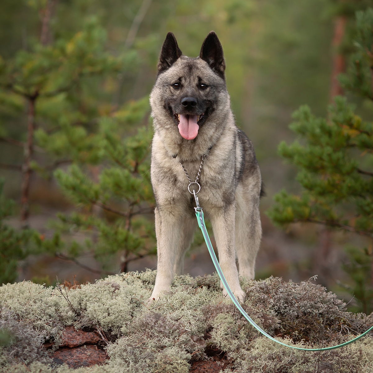 Tyylivoitto Shine EAZY reflective leash, mint