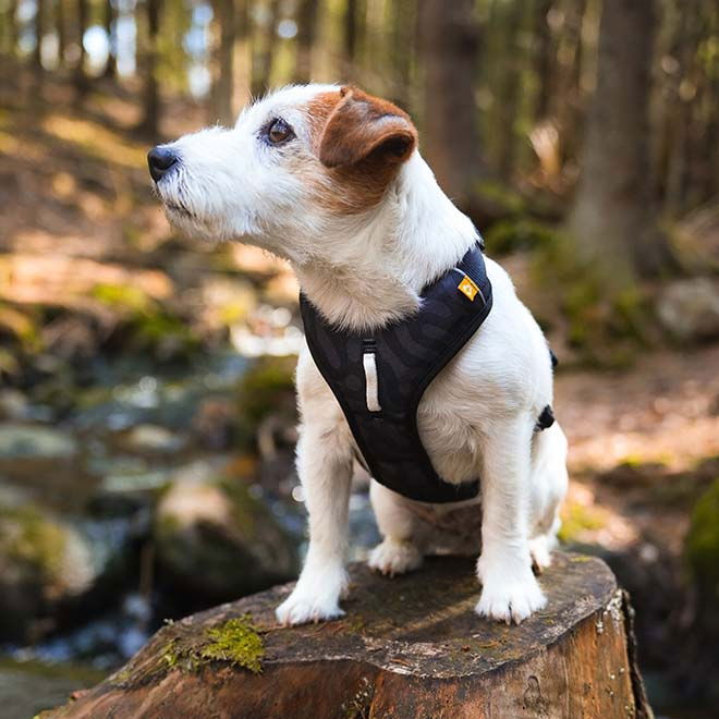 Woolly Wolf Roam Harness, Black Ripple