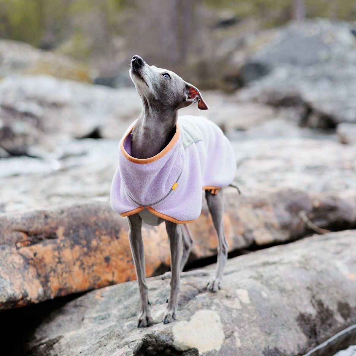 Woolly Wolf Alpha 360 Fleece pullover, Lavender Mix