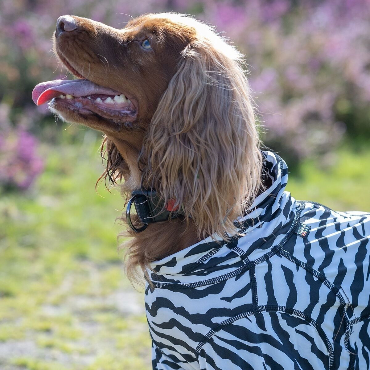 Rukka Zebra koiran haalari