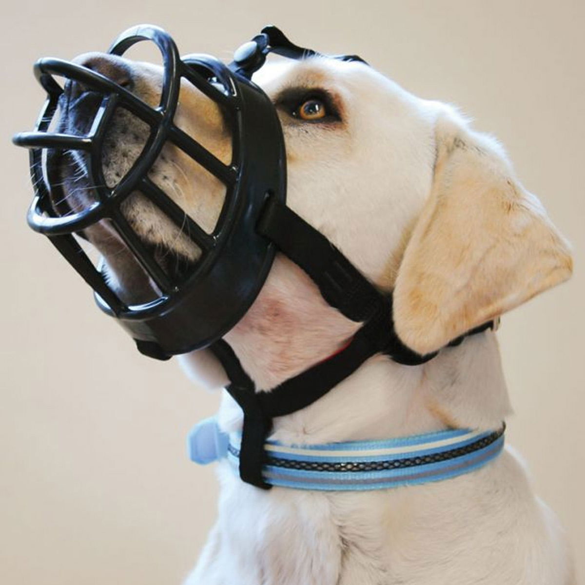 Baskerville ultra kuonokoppa