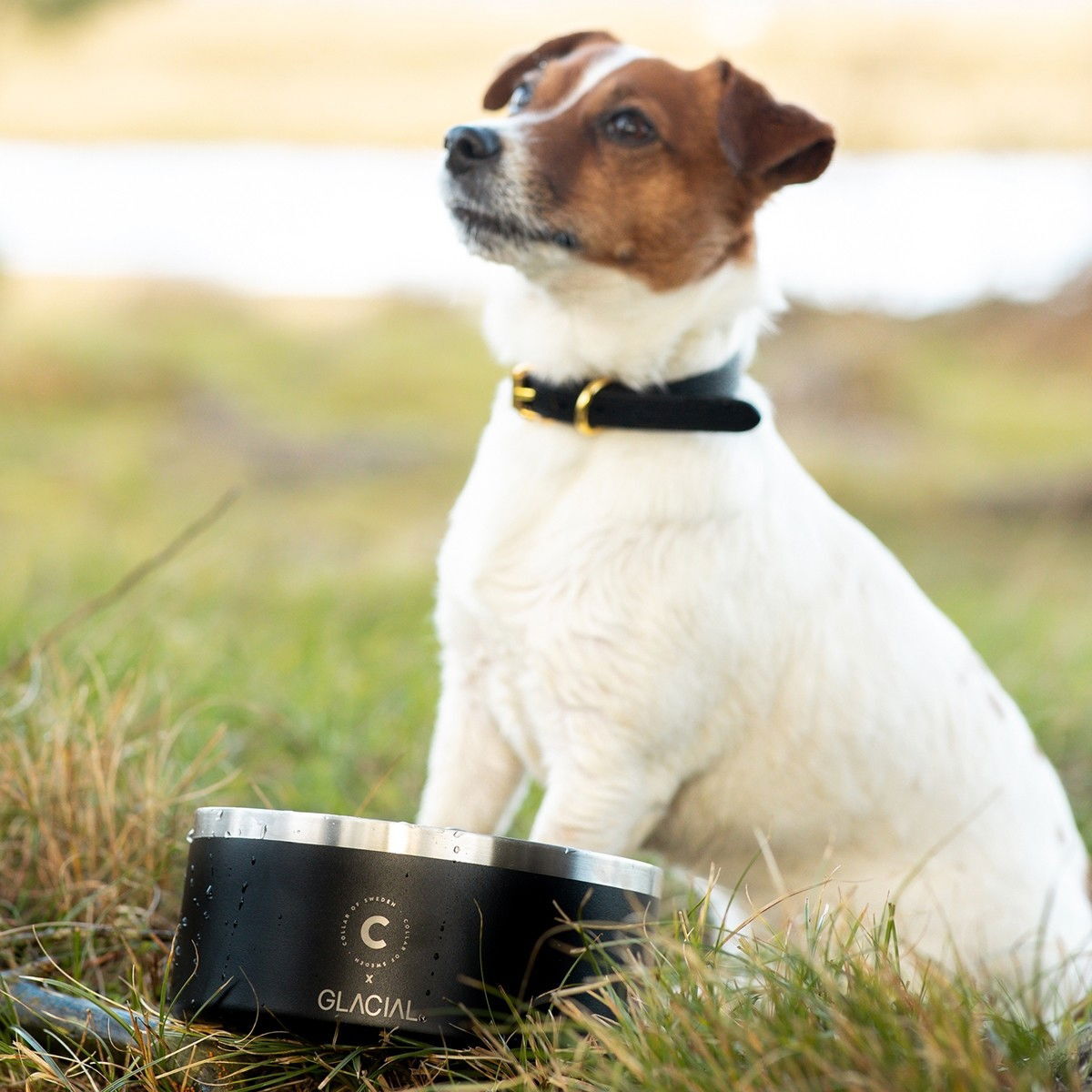 Collar of Sweden pet bowl matte black