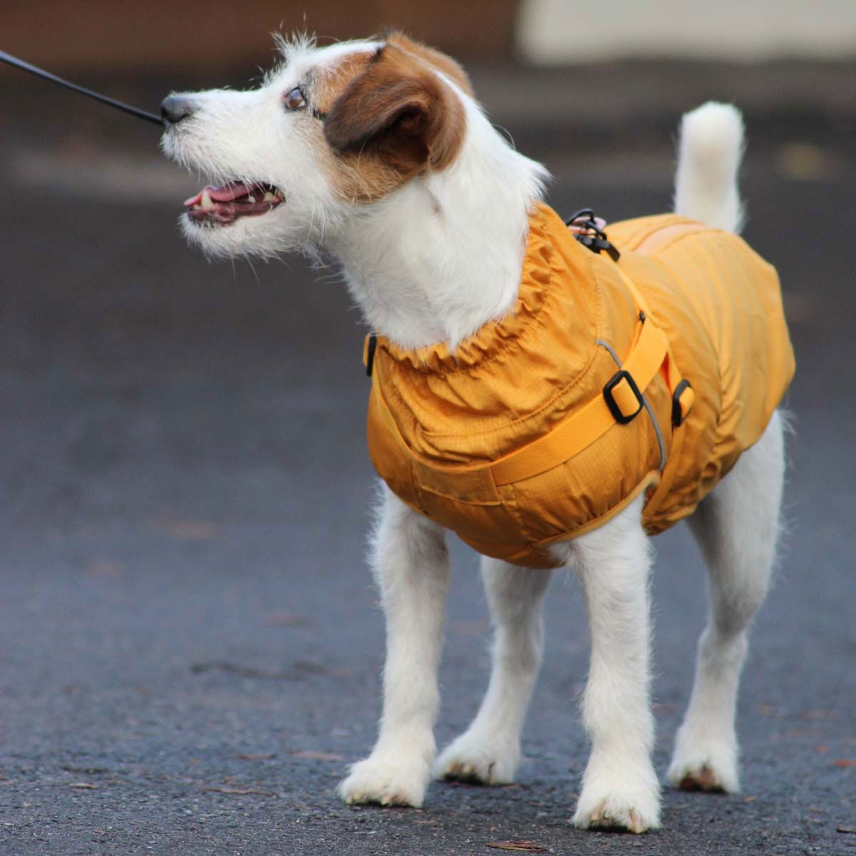 51 Degrees North Adventure Harness Coat, Yellow