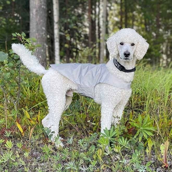 Icepeak Pet Brightly visibility vest Peten