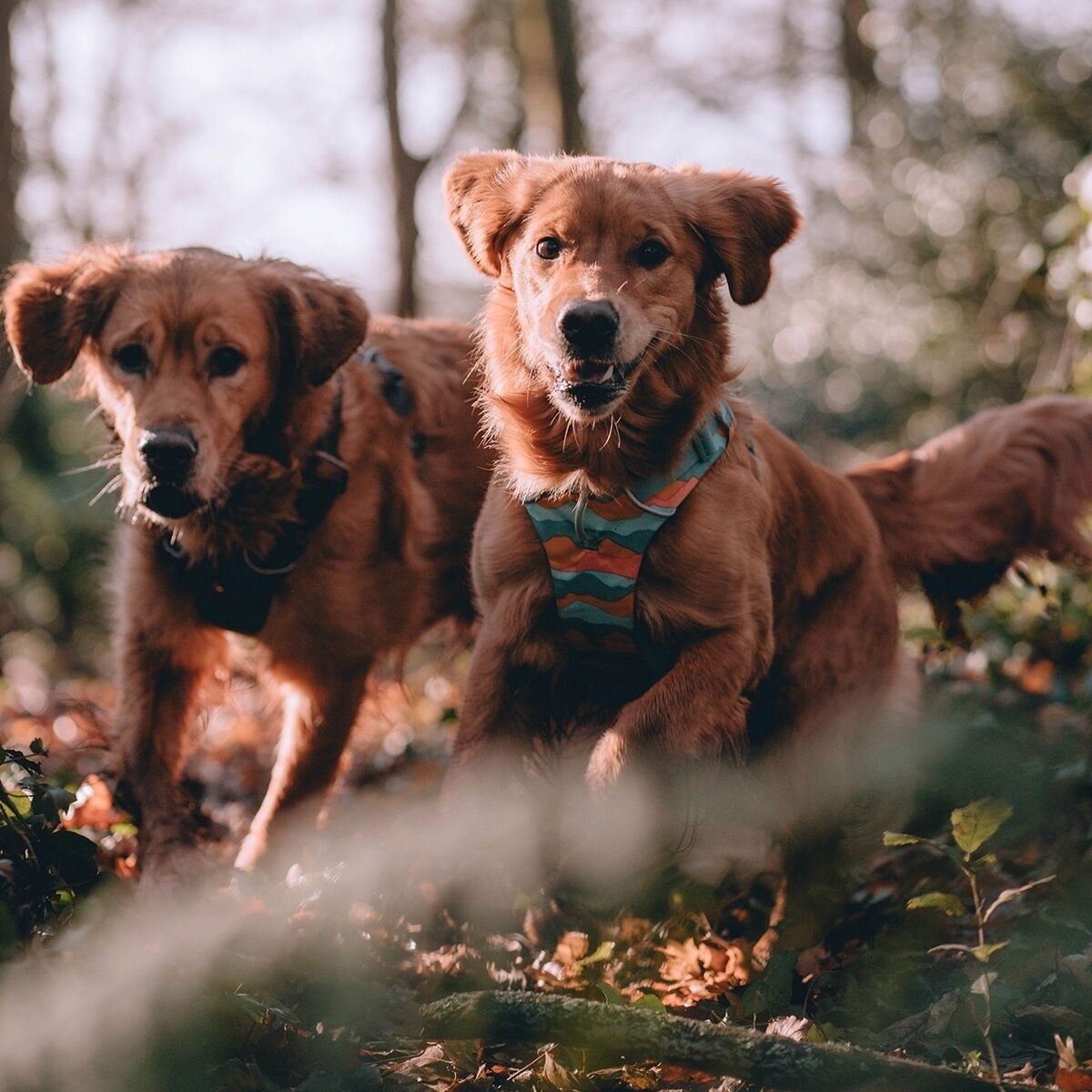 Ruffwear Front Range Harness Spring Mountains