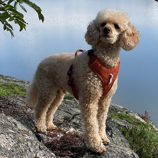 Woolly Wolf Roam Harness, Terracotta Ripple