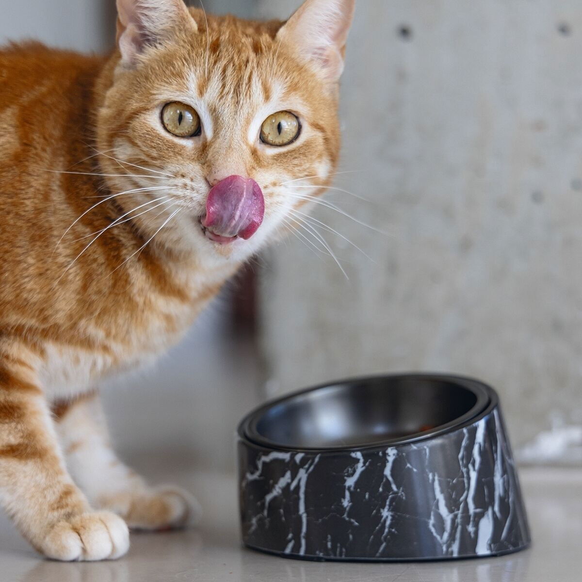 Designed by Lotte cat bowl Vita 160ml