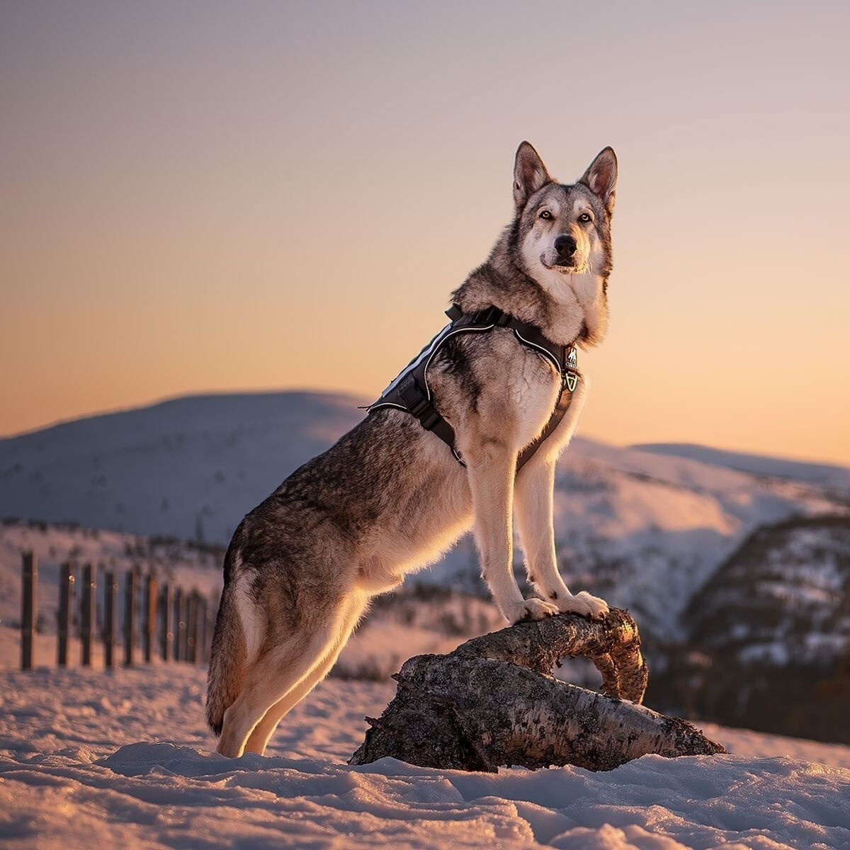 Cerberos Tactical valjaat musta