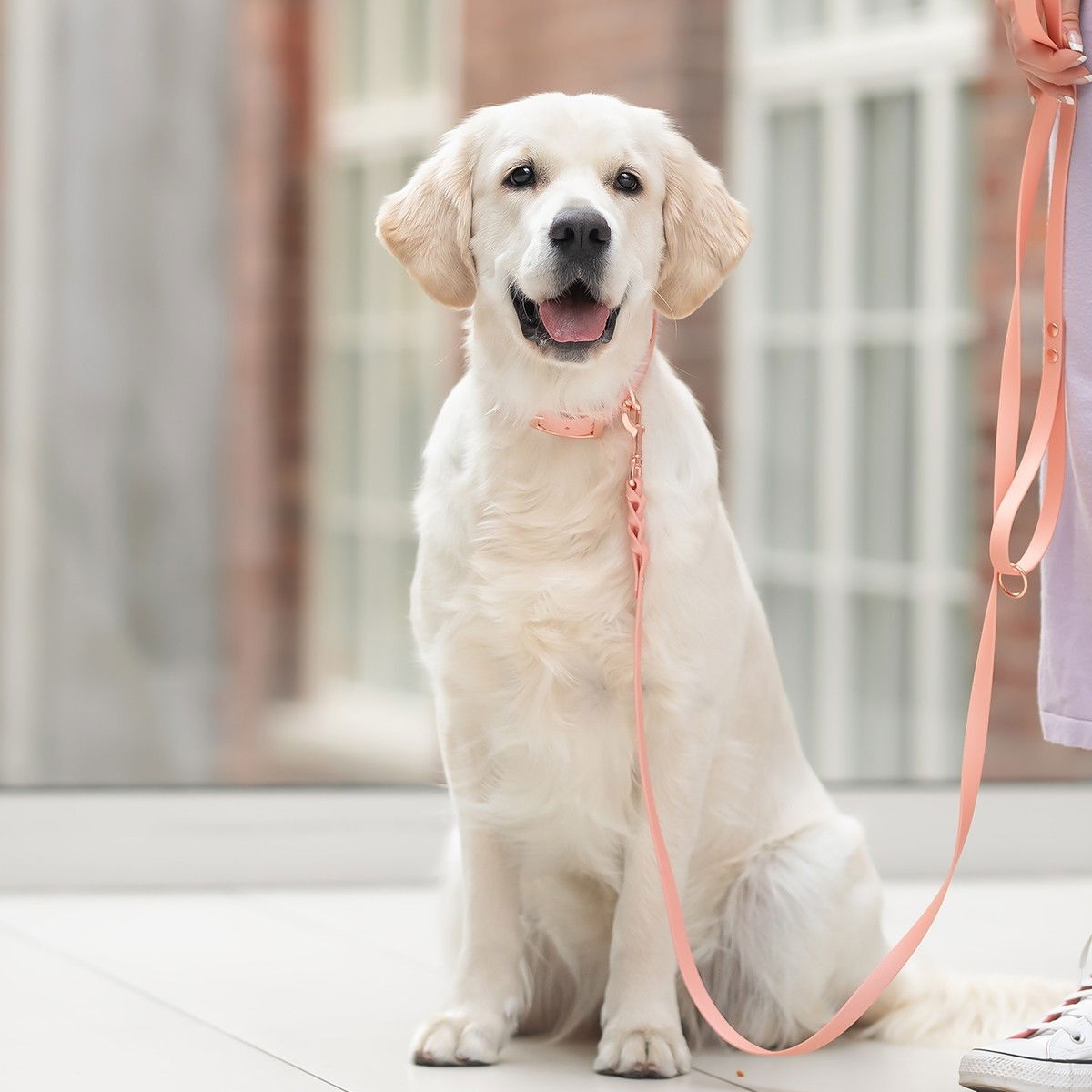 Tyylivoitto Braid talutin, persikka/ruusukulta