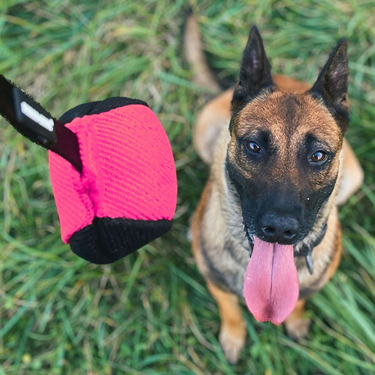 Dingo Gear Training Ball