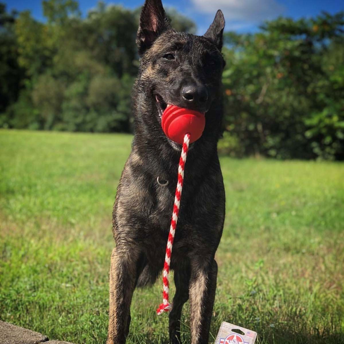 SodaPup Stars&Stripes Reward Ball punainen