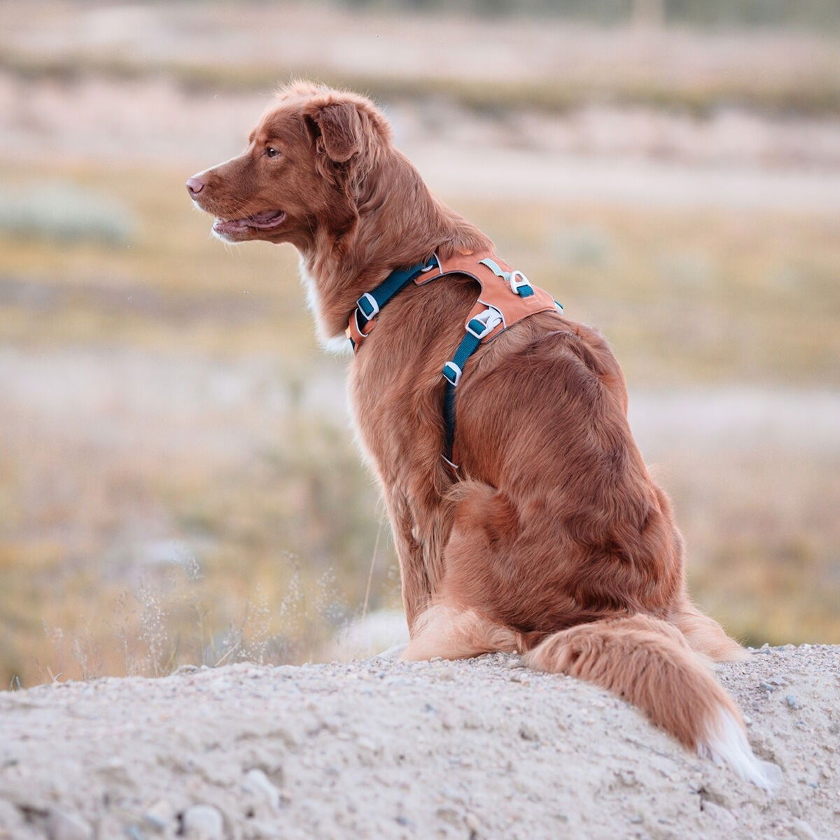 Woolly Wolf Alpha 360 valjaat Terracotta Mix