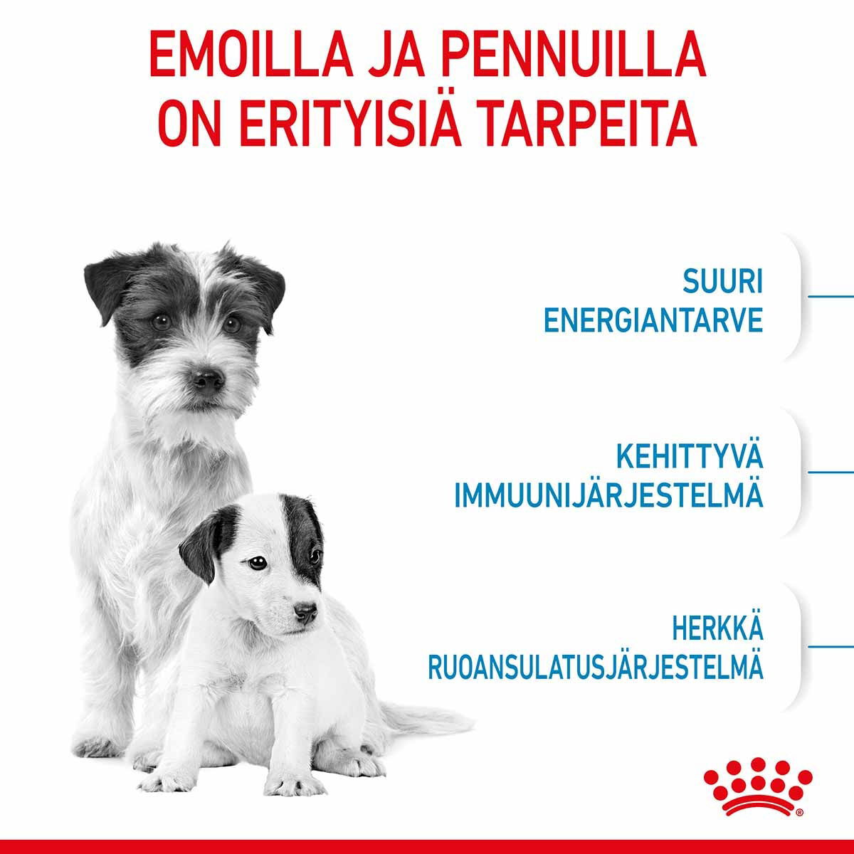 Royal Canin Mini Starter