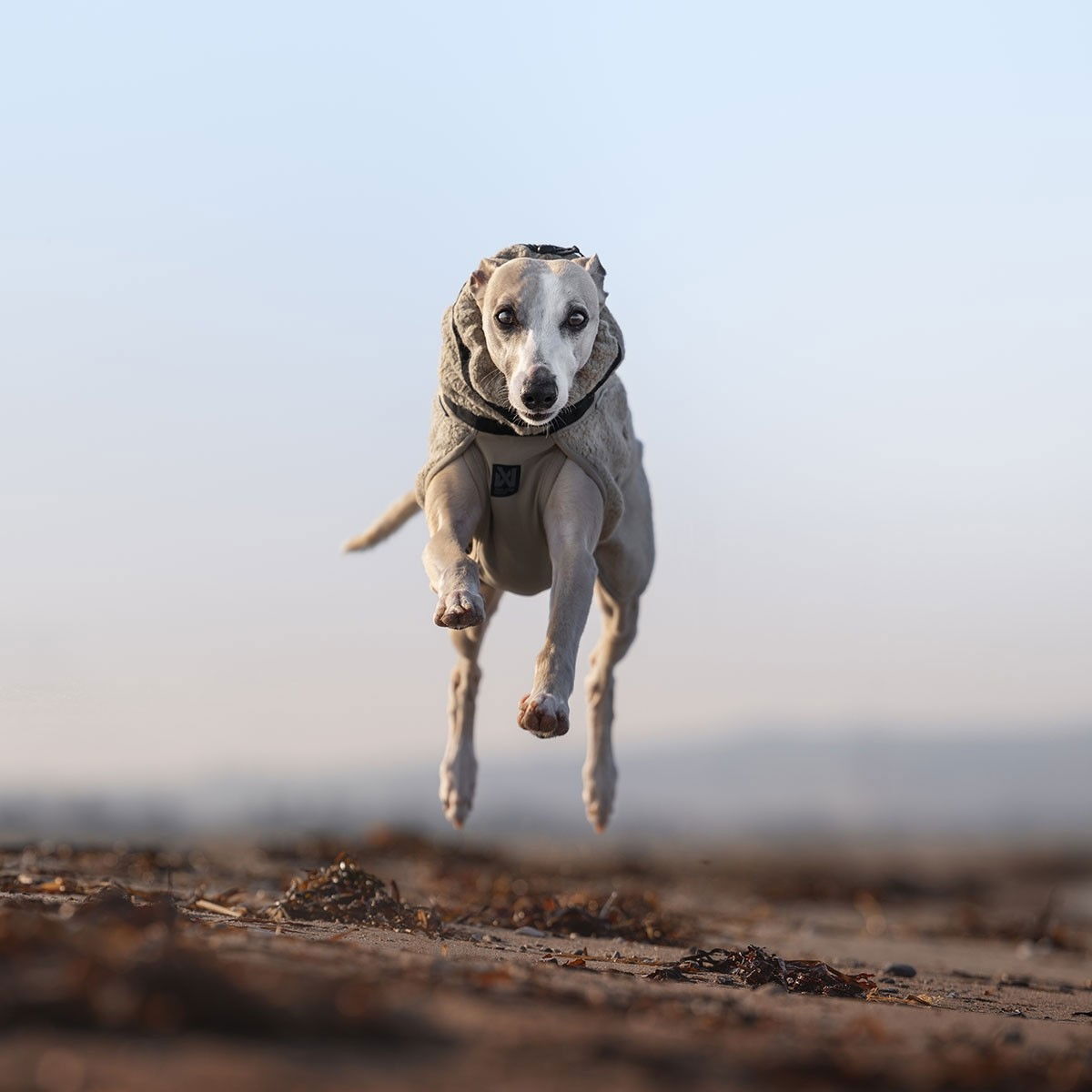 Non-Stop Wool koirien takki beige