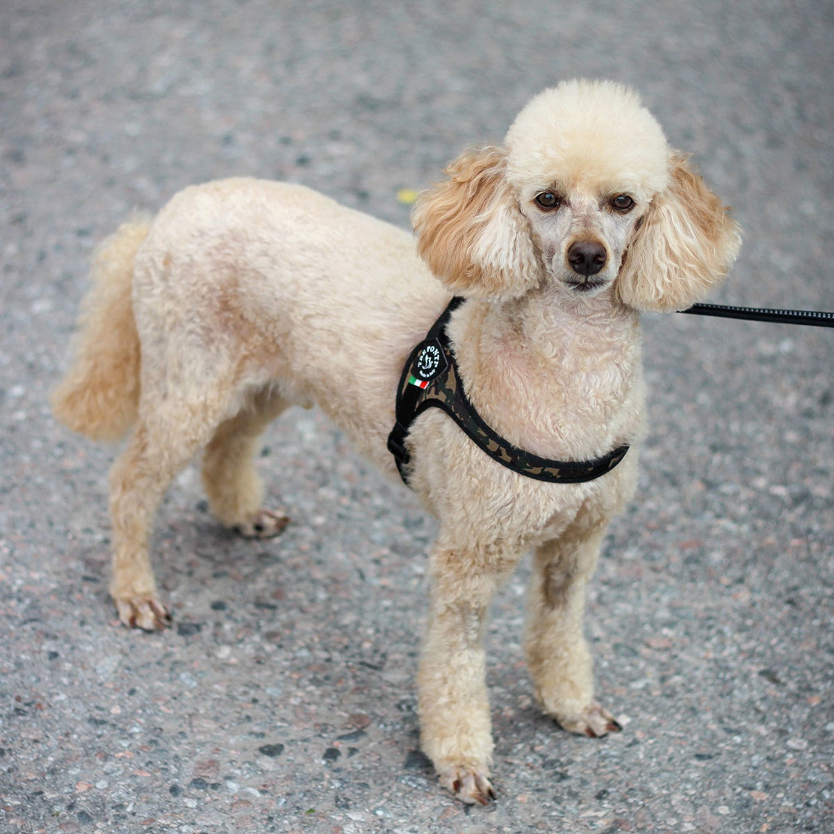 Treponti Harness Adjustable buckle camo