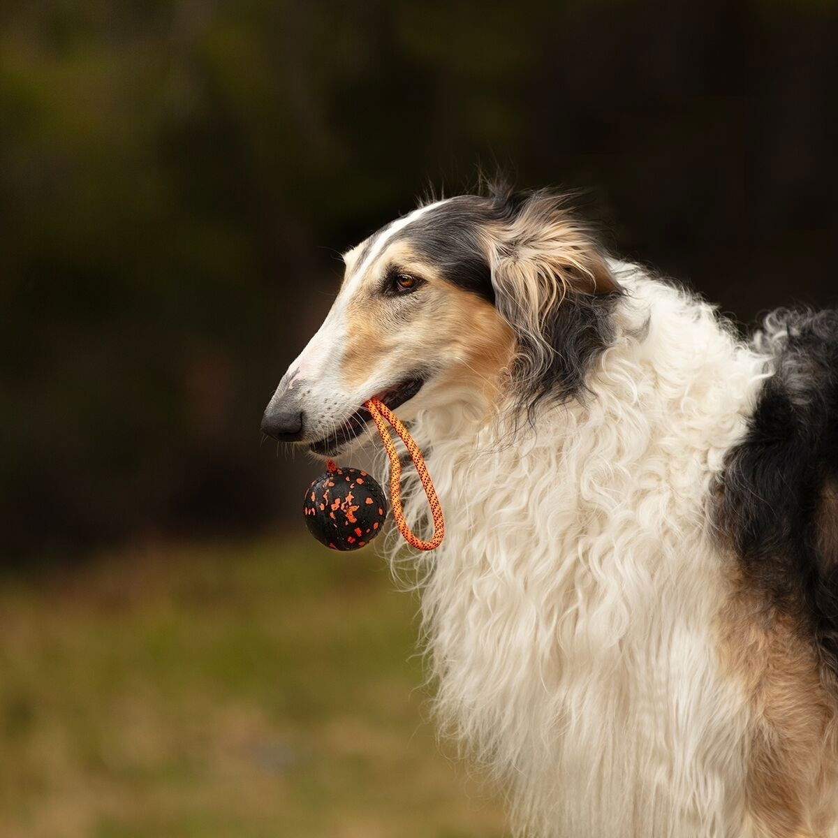 Non-Stop Dog ball on rope