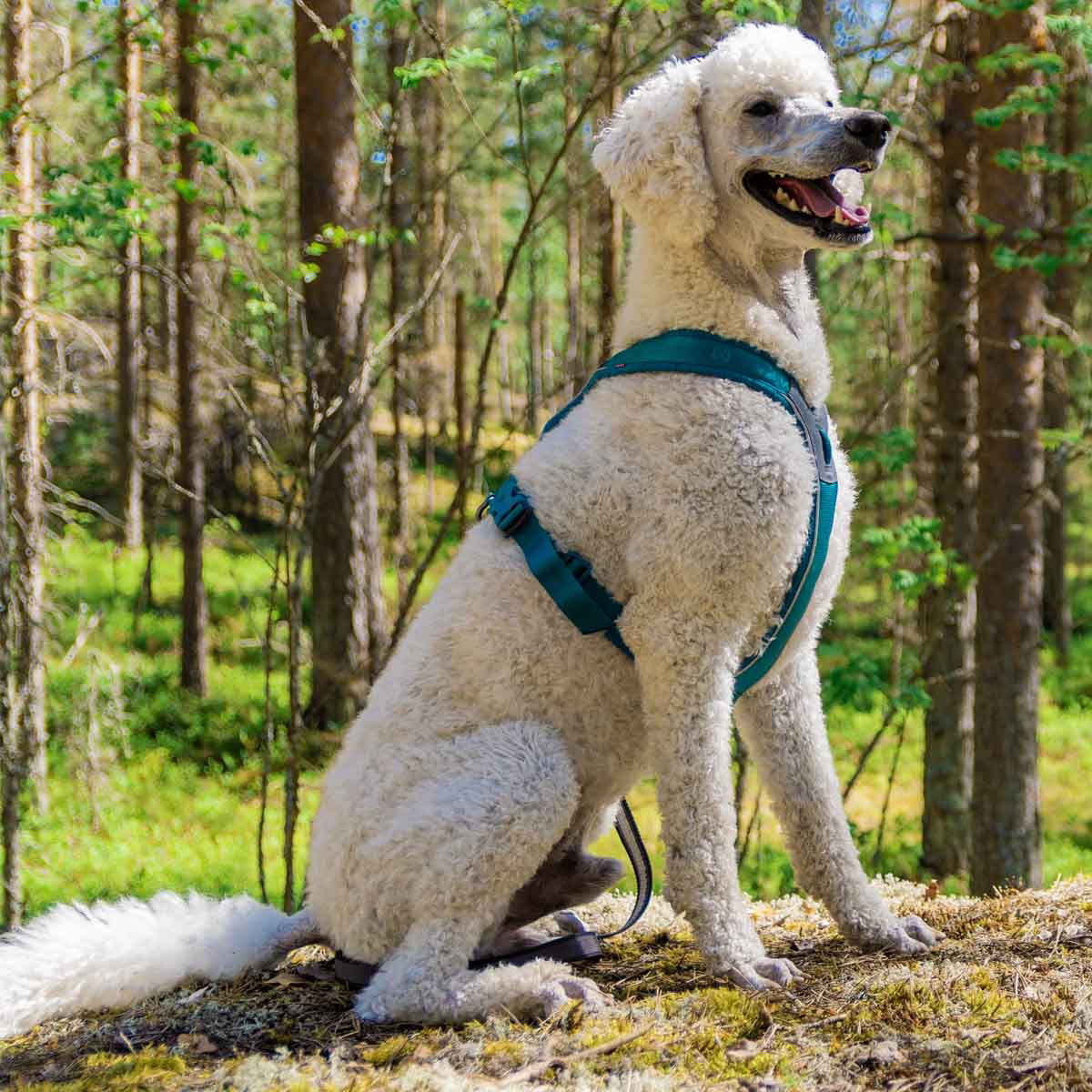 Non-Stop Line harness 5.0, teal