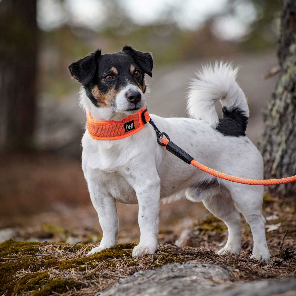 Feel Active Reflective kaulapanta oranssi