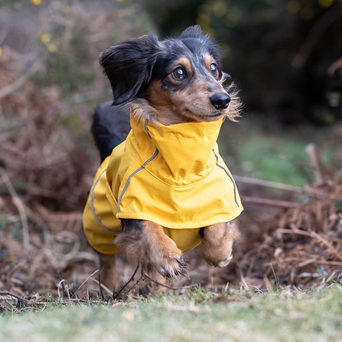Rukka Hayton Eco koiran sadetakki, keltainen