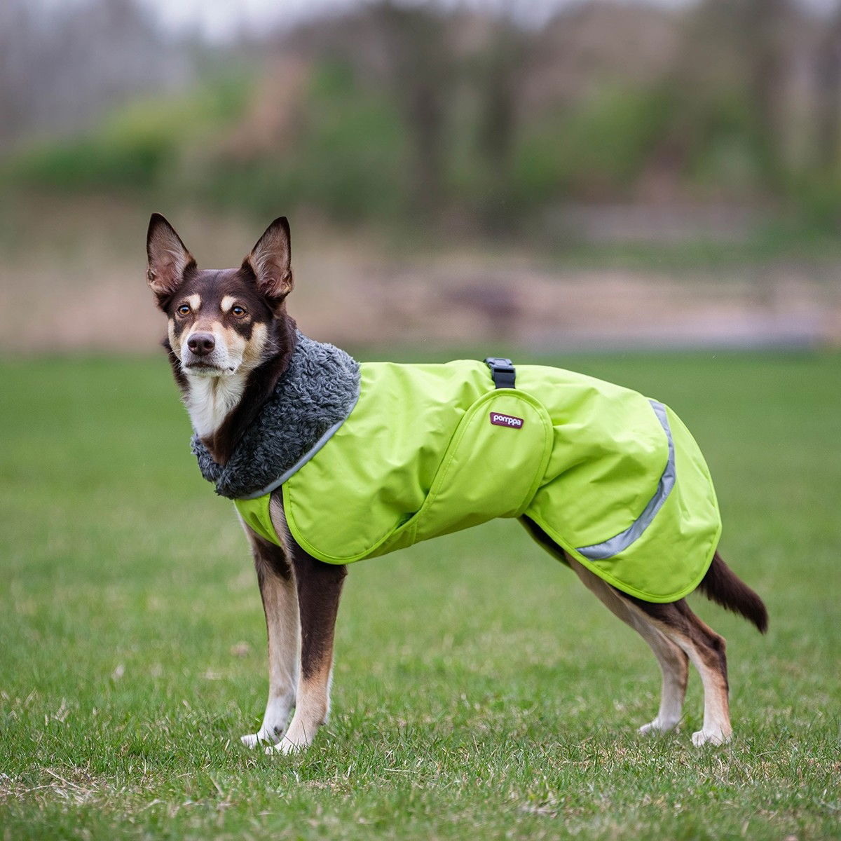 Pomppa dog jacket Perus, Lime