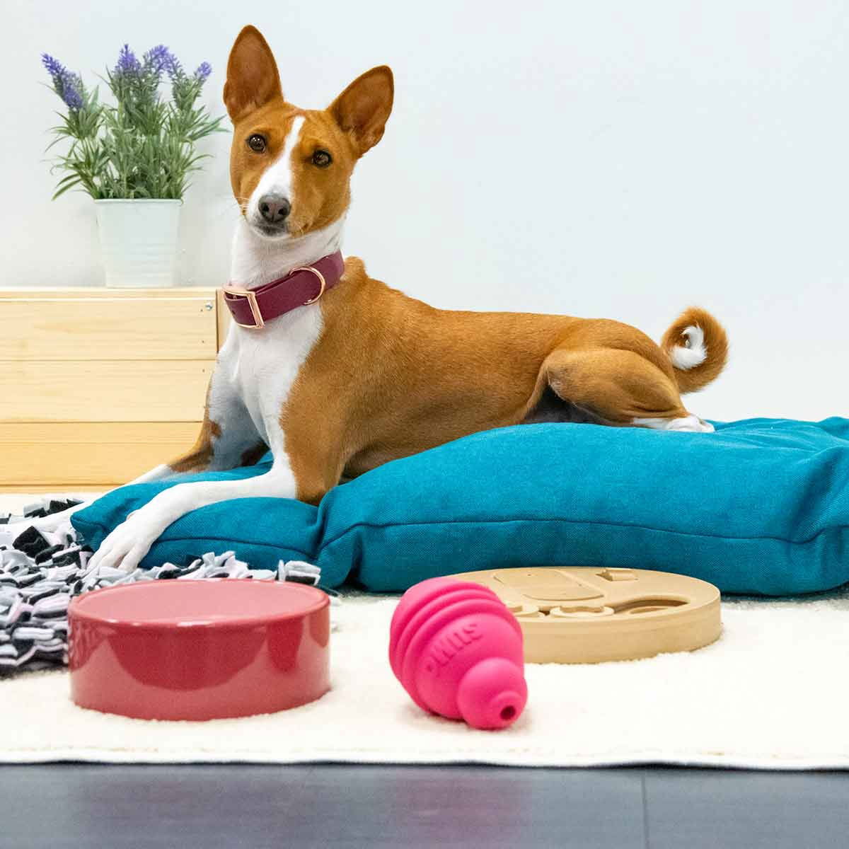 Koiran peti NufNuf Bob, vihreä