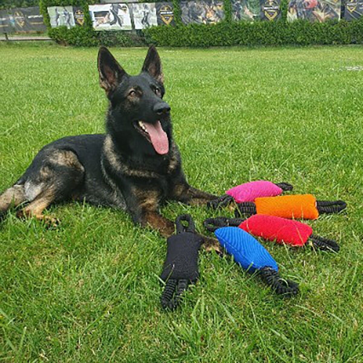 Dingo Gear Bungee Bite Tug