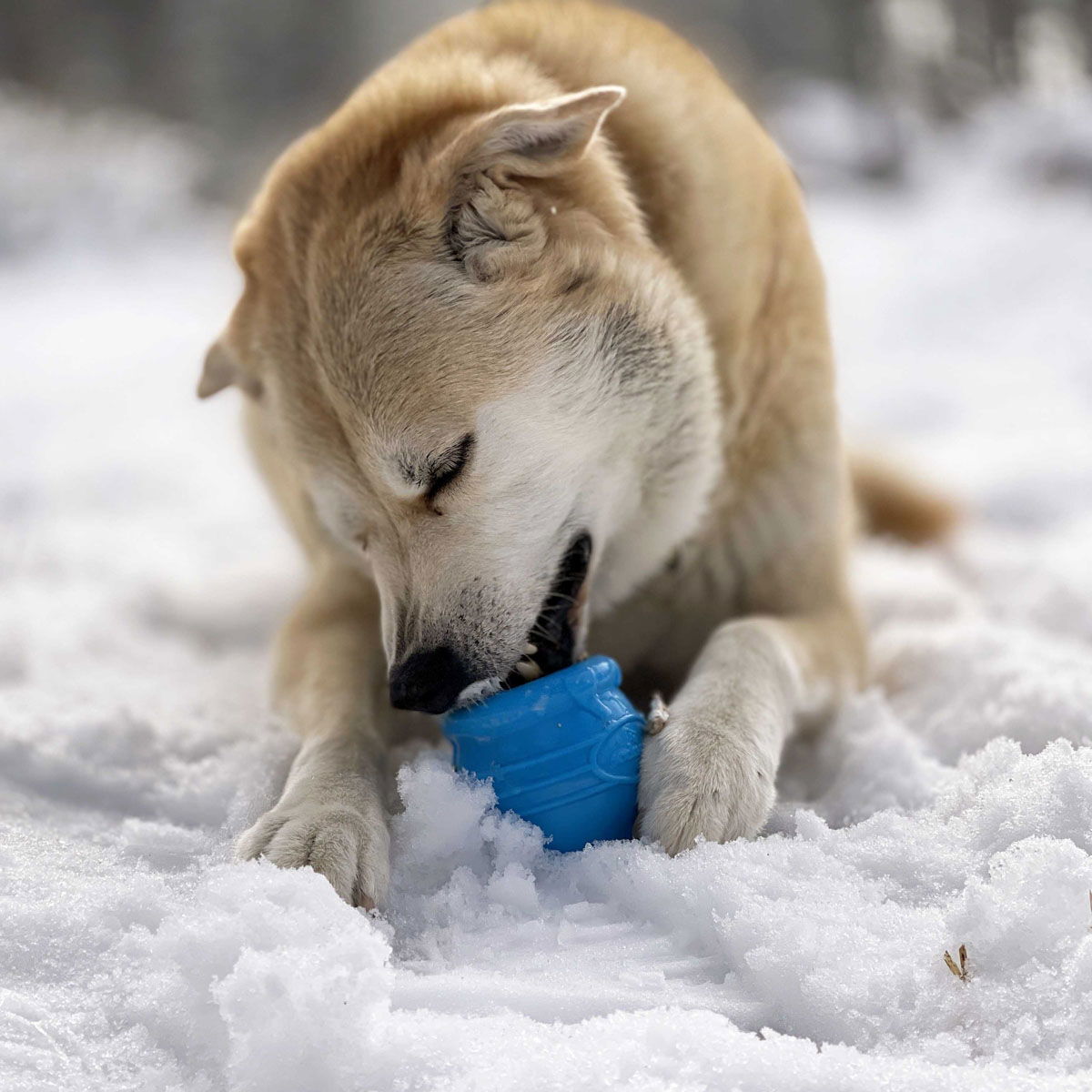 SodaPup Honey Pot PUP-X