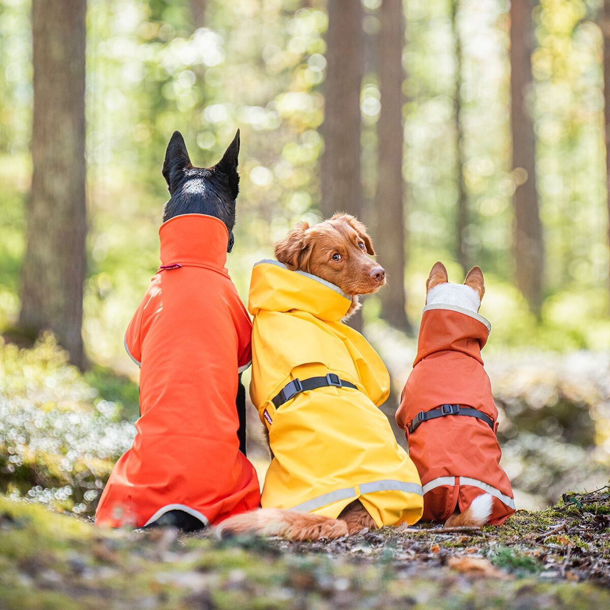 KuoriPomppa Lemonade