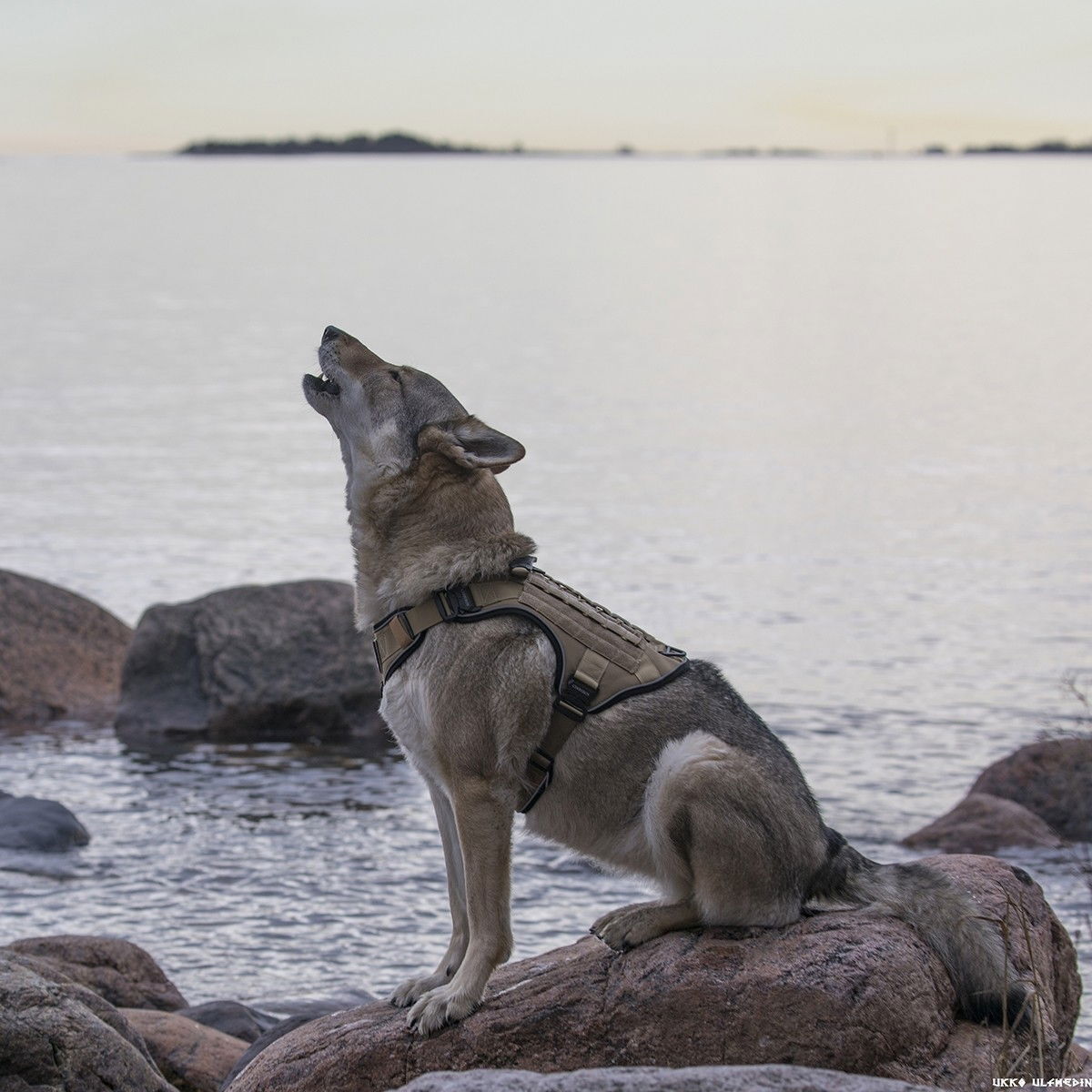 Cerberos Tactical valjaat hiekan ruskea