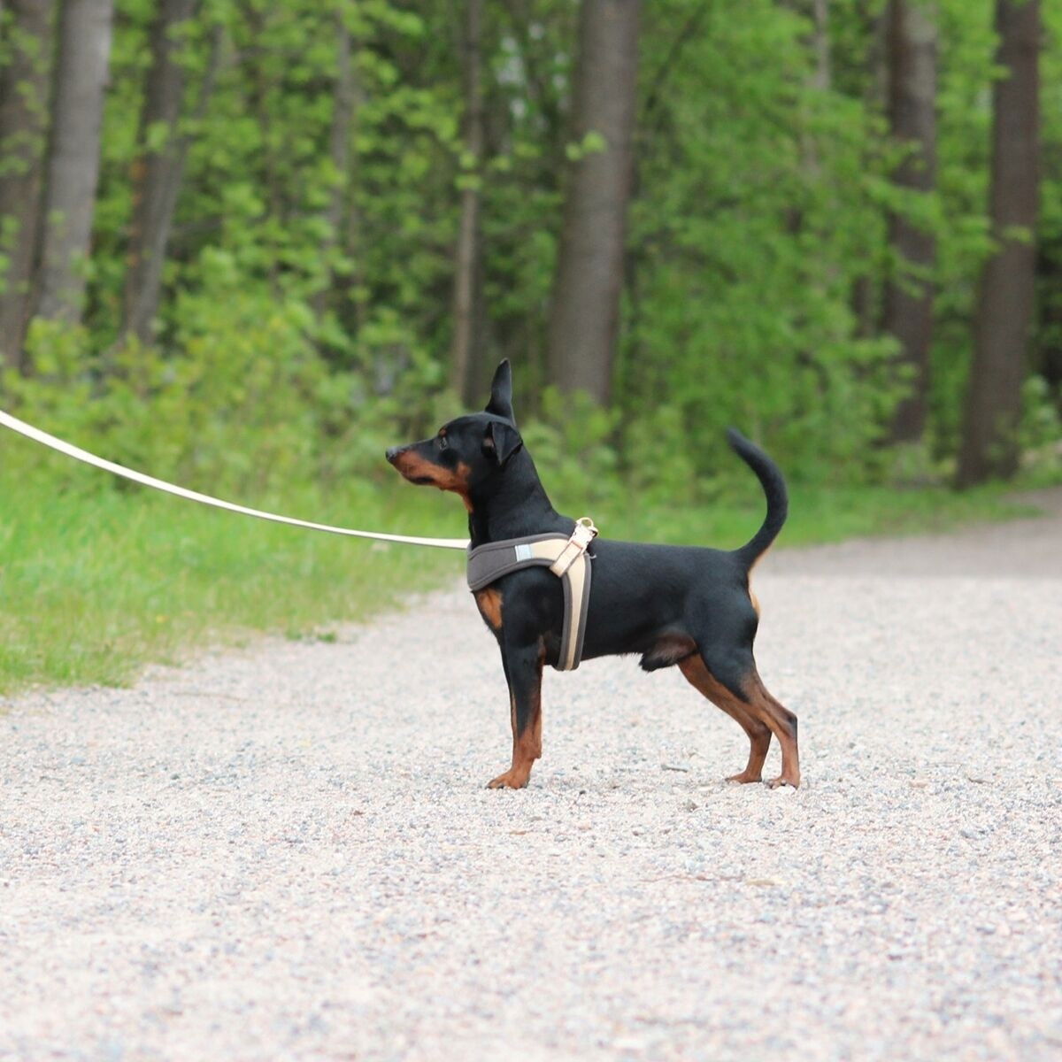 Rogz Urban Fast-Fit harness, gold