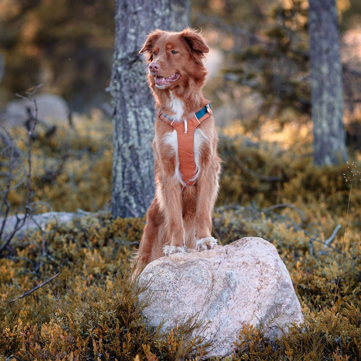 Woolly Wolf Alpha 360 valjaat Terracotta Mix