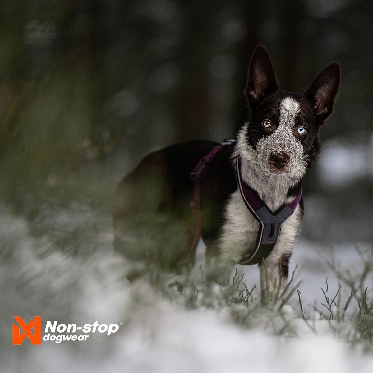 Non-Stop Line valjas  5.0 purple