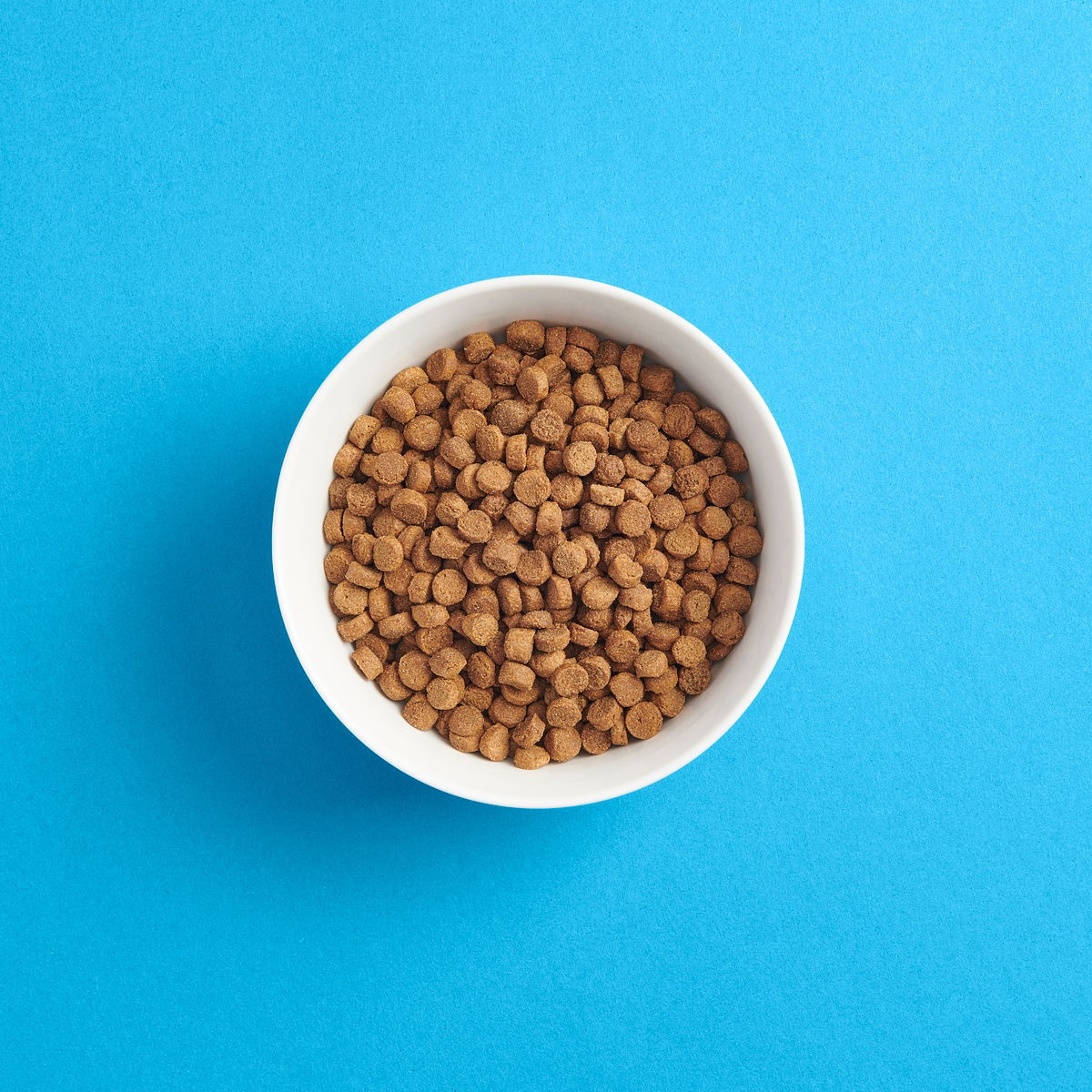 SMAAK kana kissanpennulle