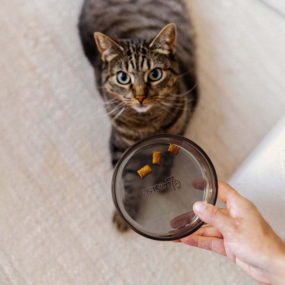 Glass cat bowl District 70, Dawn