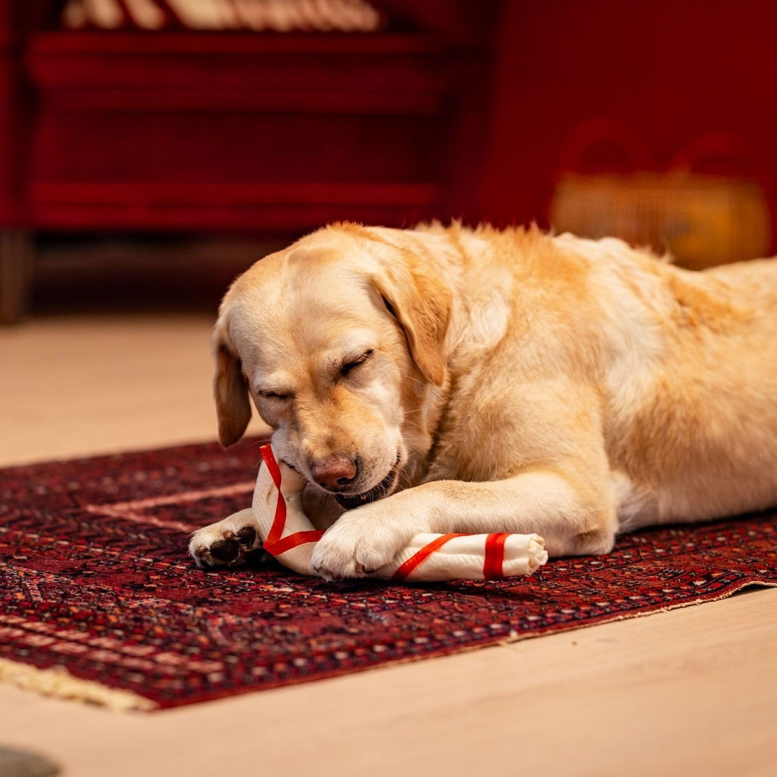 Xmas puruluu karkkikeppi 46cm koiralle