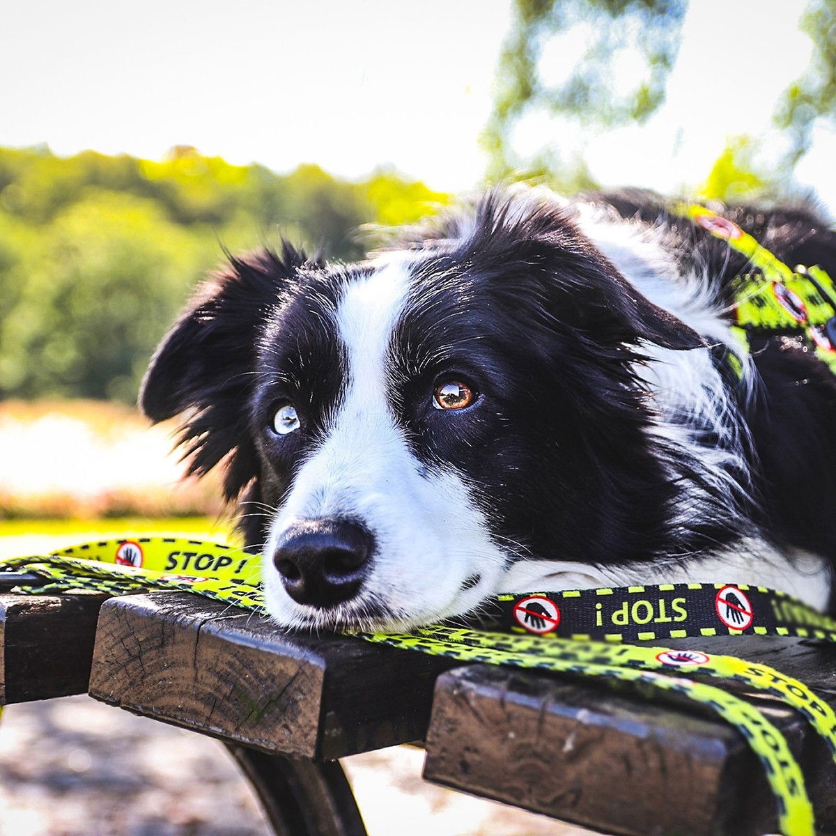 Dingo yellow leash Do Not Pet 220cm