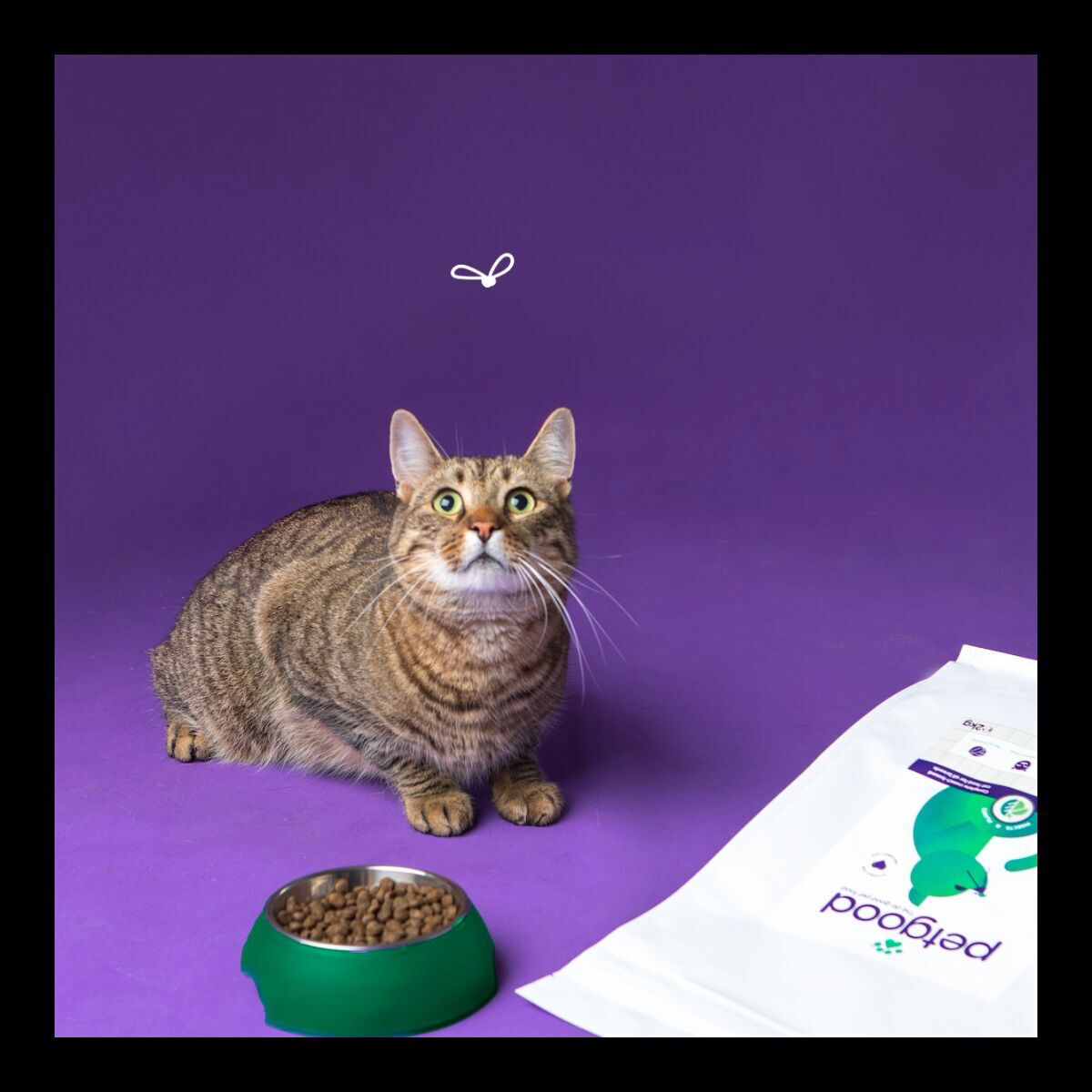 Petgood insect-based cat food adult