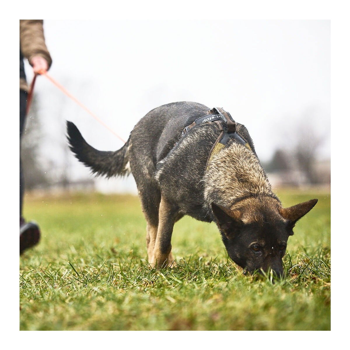 Non-Stop Line harness grip WD, olive