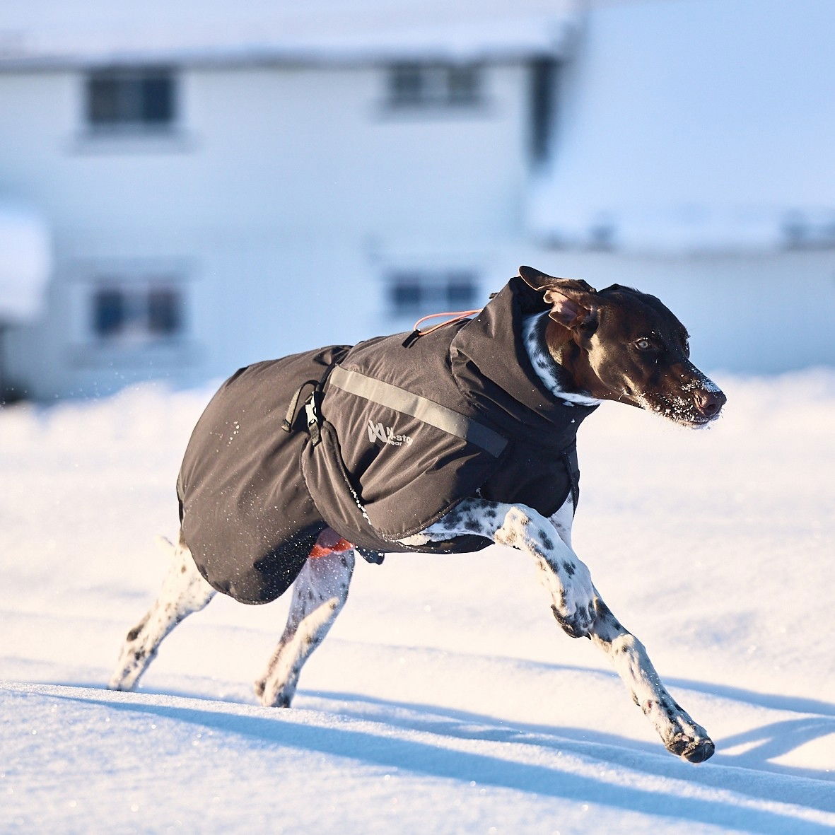 Non-Stop Trekking insulated dog jacket, black