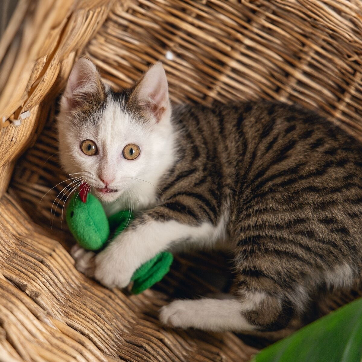 Beeztees Jungle Cat Snake Craza